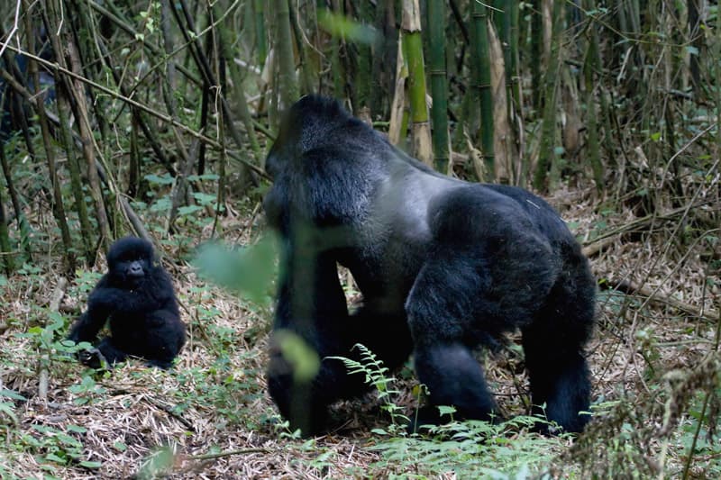 Gorilla Trekking Experience