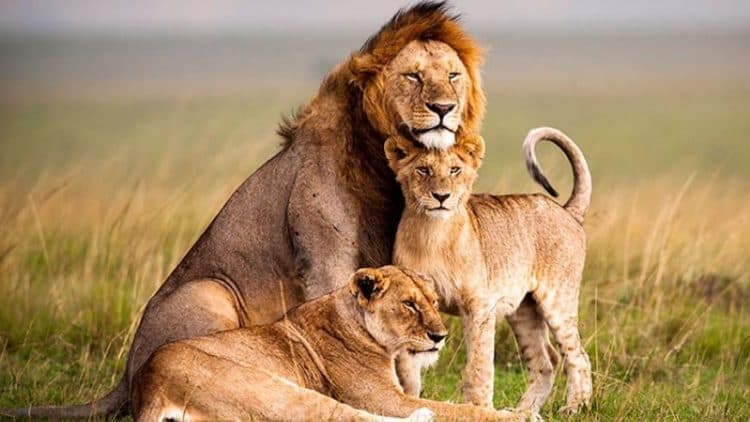 Akagera Safari 1 Day Trip